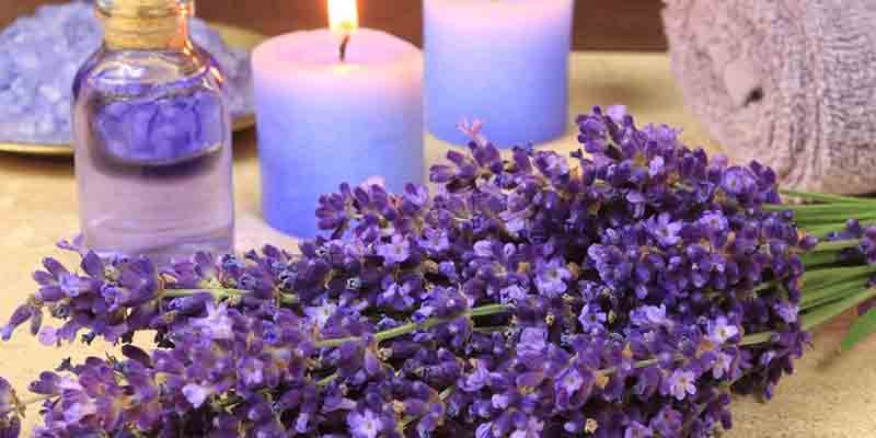 LAVANDA
